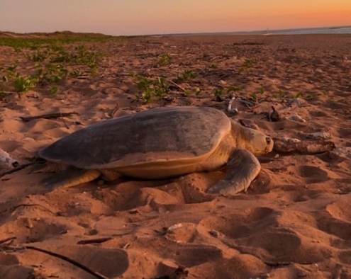 tortuga plana