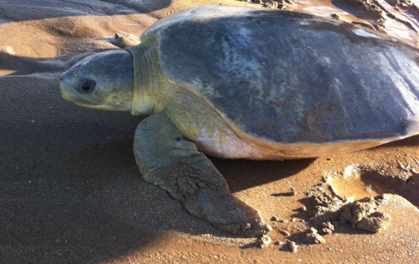 caracteristicas tortuga plana
