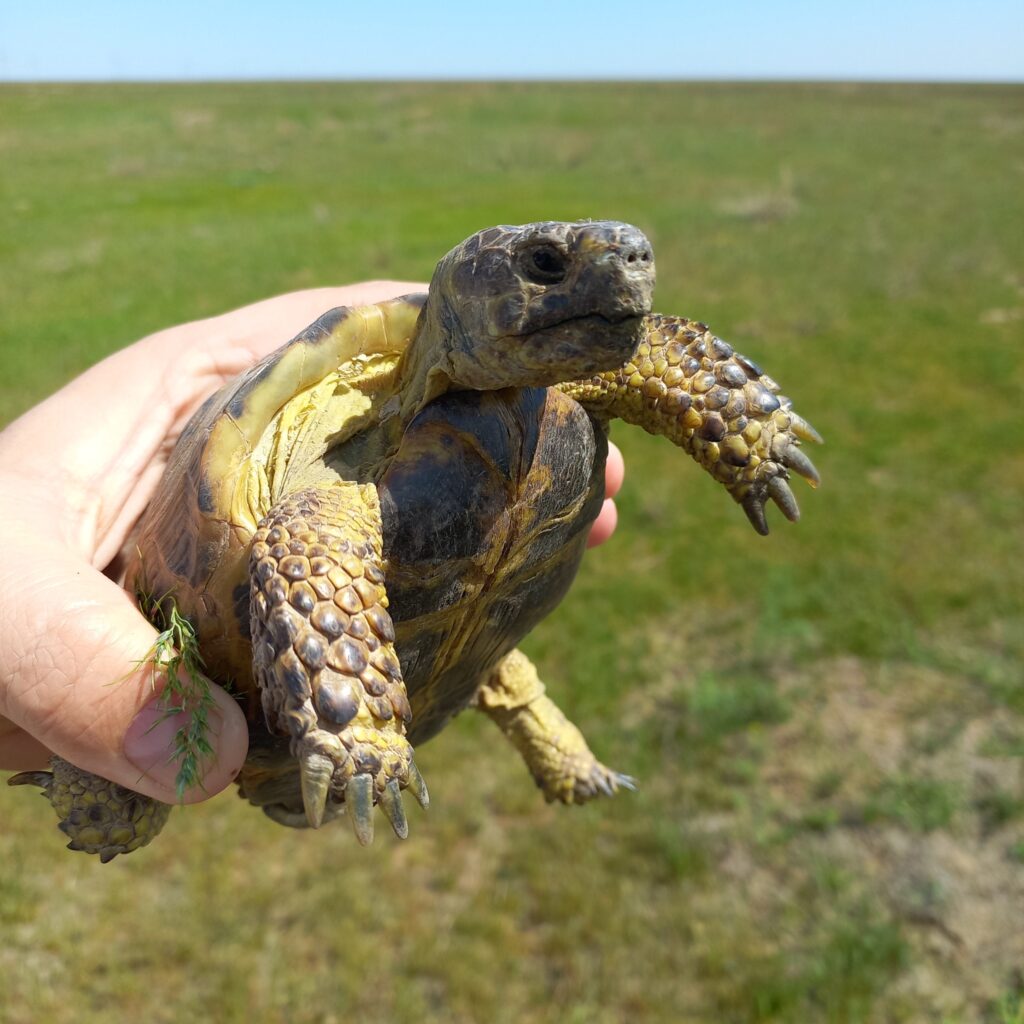 tortuga rusa