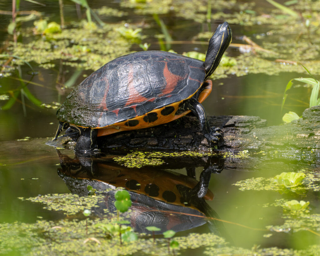 tortuga vientre rojo portada