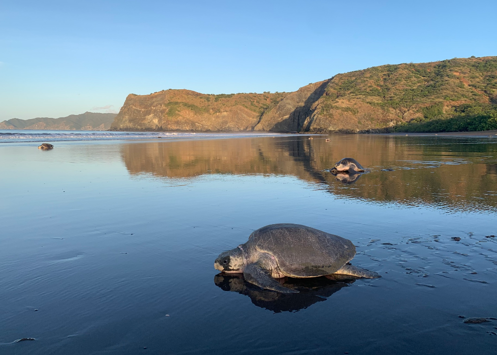 tortugas golfinas