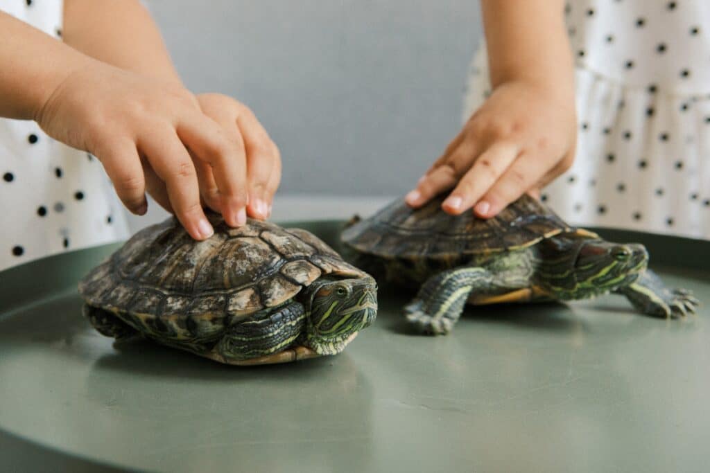 tortugas y niños