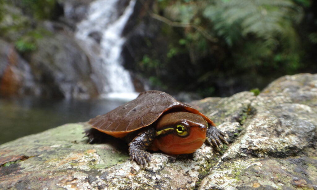 cria de tortuga cabezona