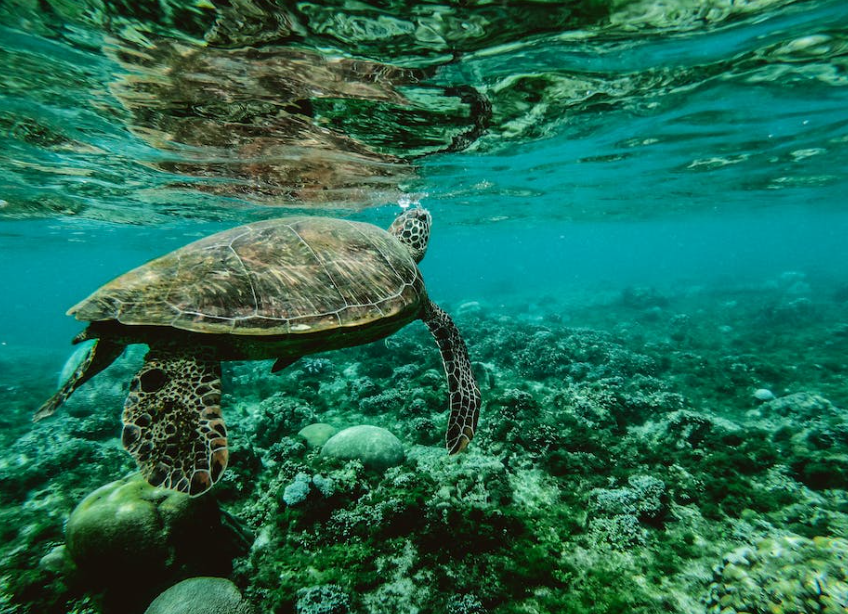 dia internacional de las tortugas