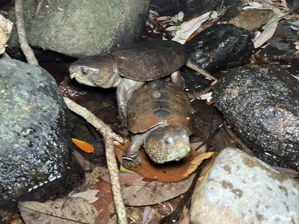 tortugas cabezonas