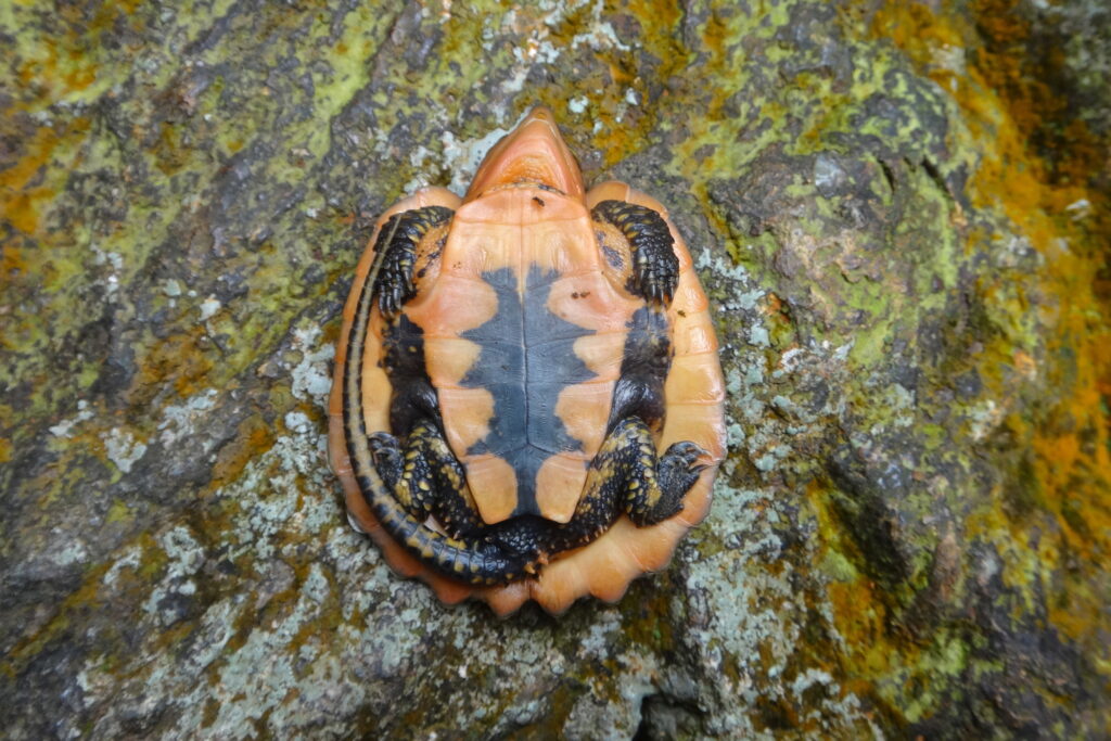plastron tortuga cabezona