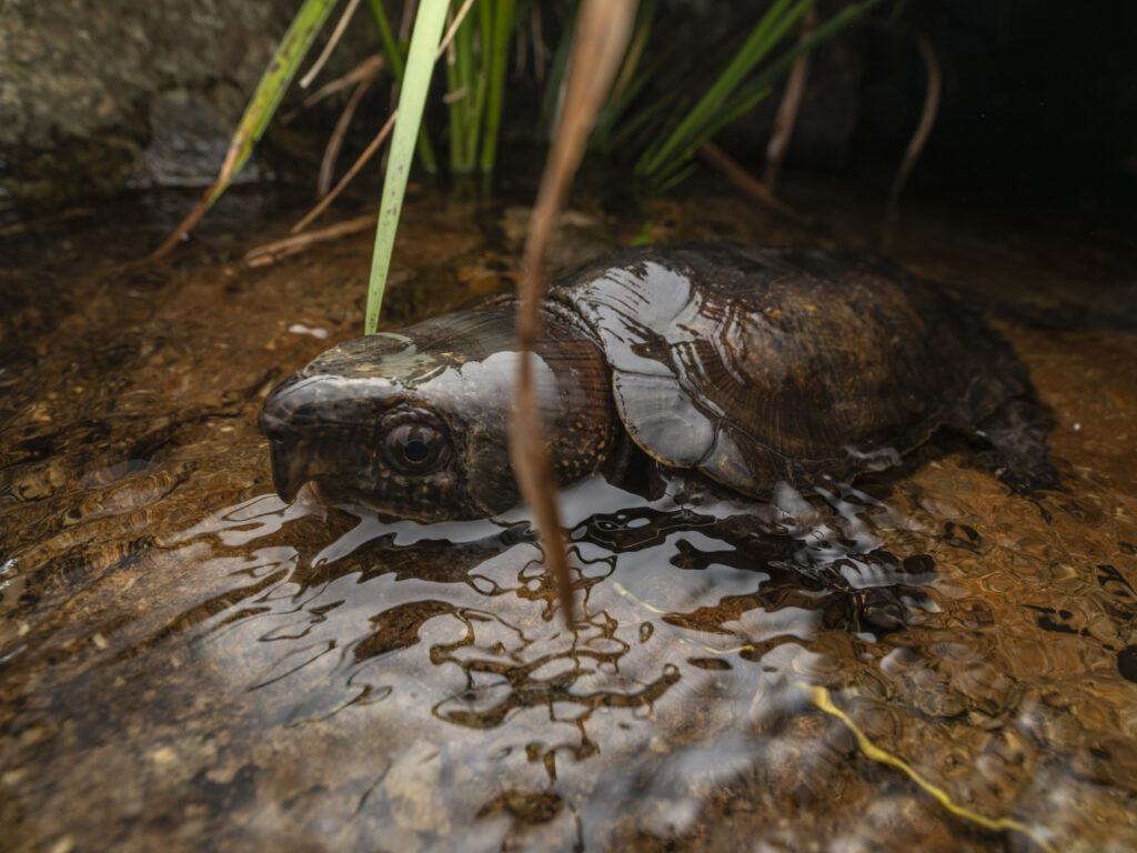 imagen tortuga cabezona