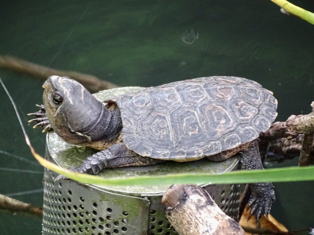 tortuga cabezona seca