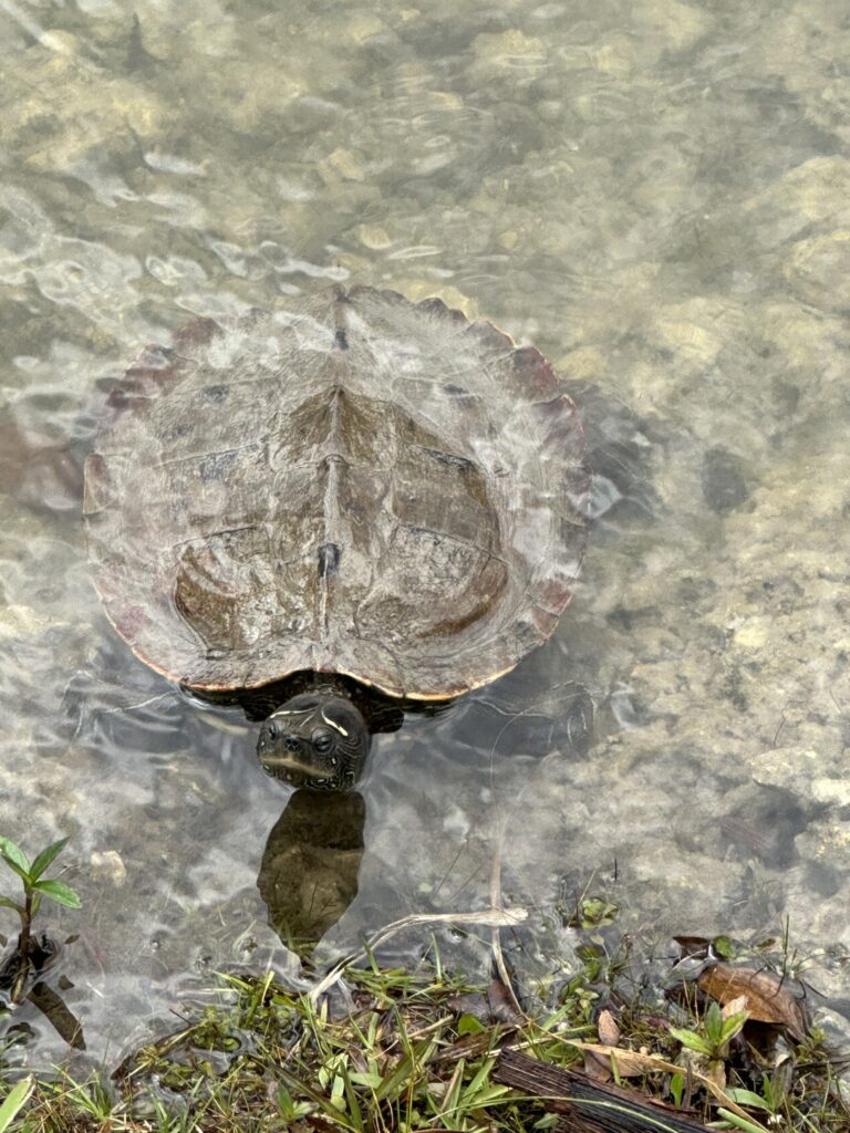 Graptemys pseudogeographica