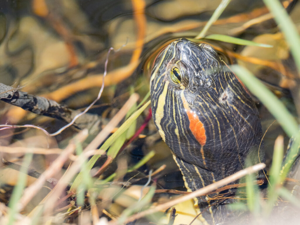 cabeza de tortuga de orejas rojas