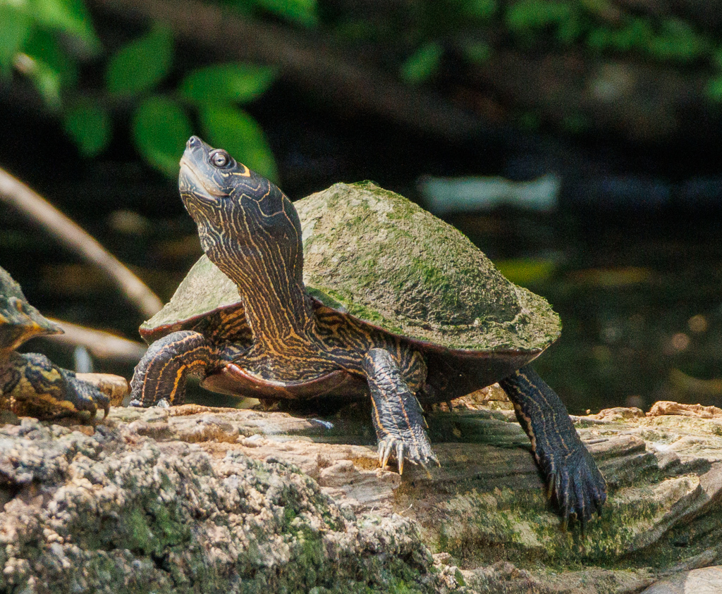 falsa mapa tortuga