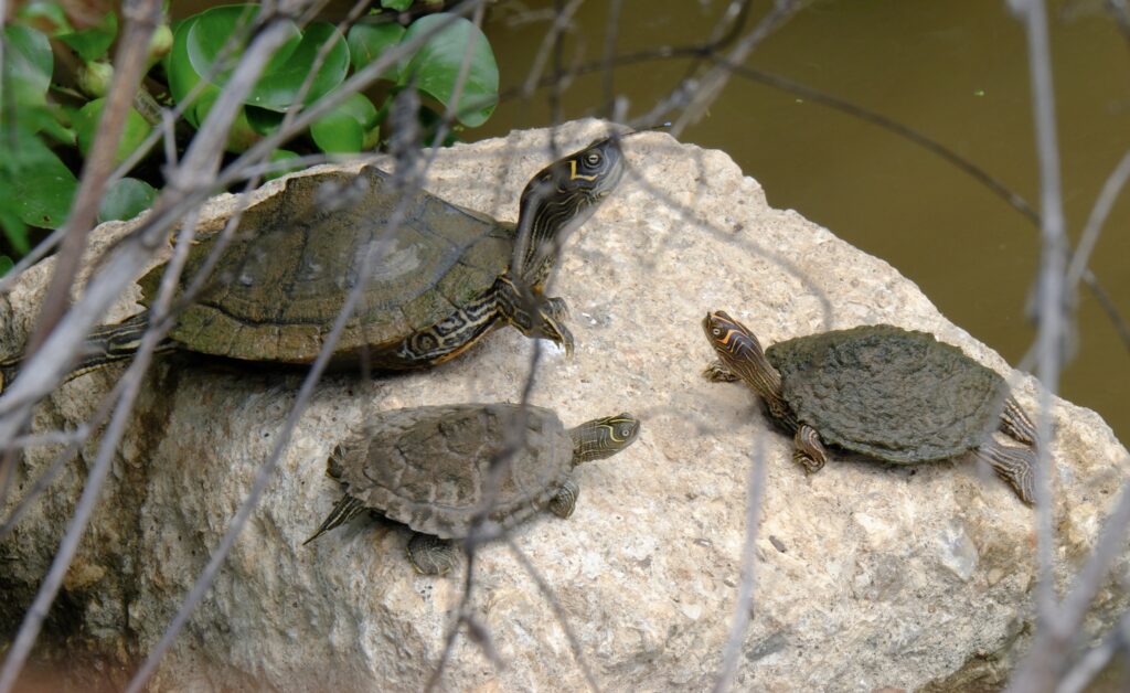 familia de tortuga falsa mapa
