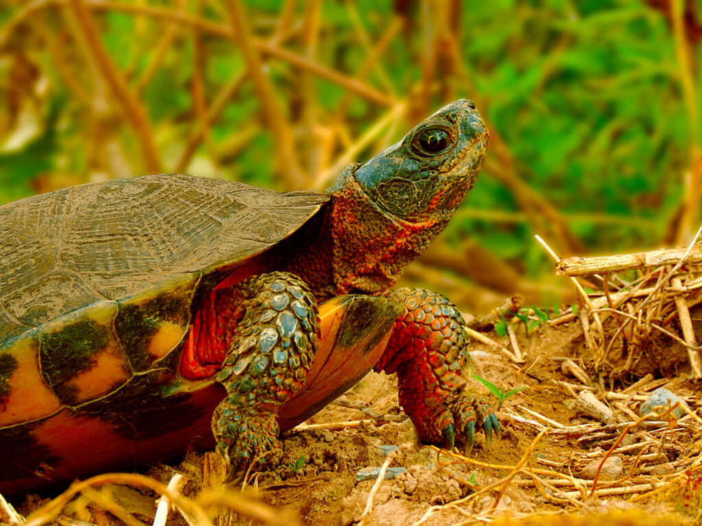 imagen tortuga del bosque