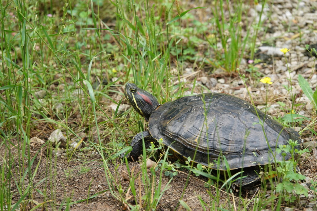tortuga de orejas rojas
