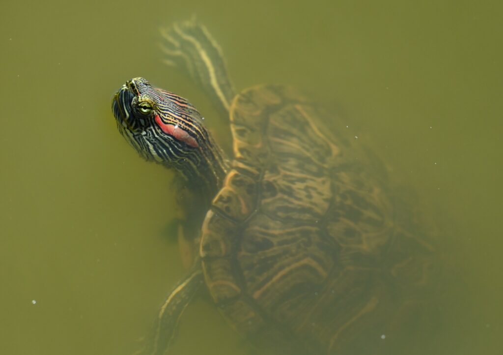 tortuga de orejas rojas en lago