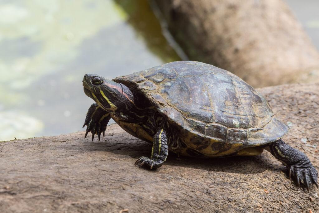 tortuga de orejas rojas seca