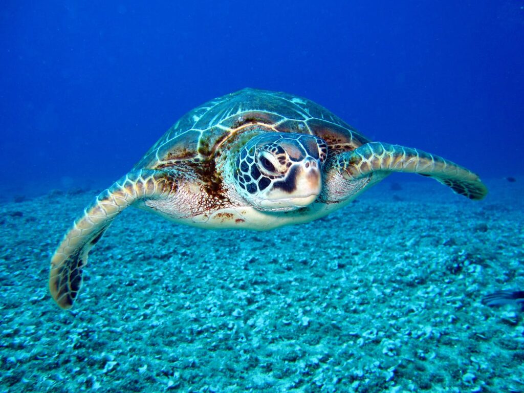 tortuga boba
