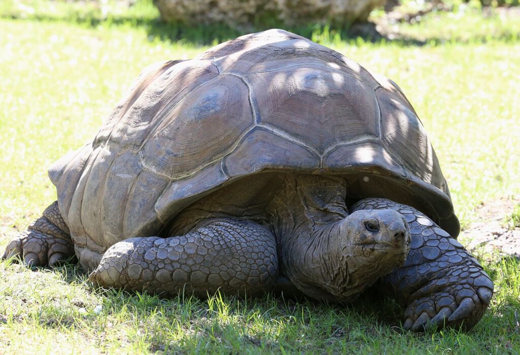Aldabrachelys gigantea
